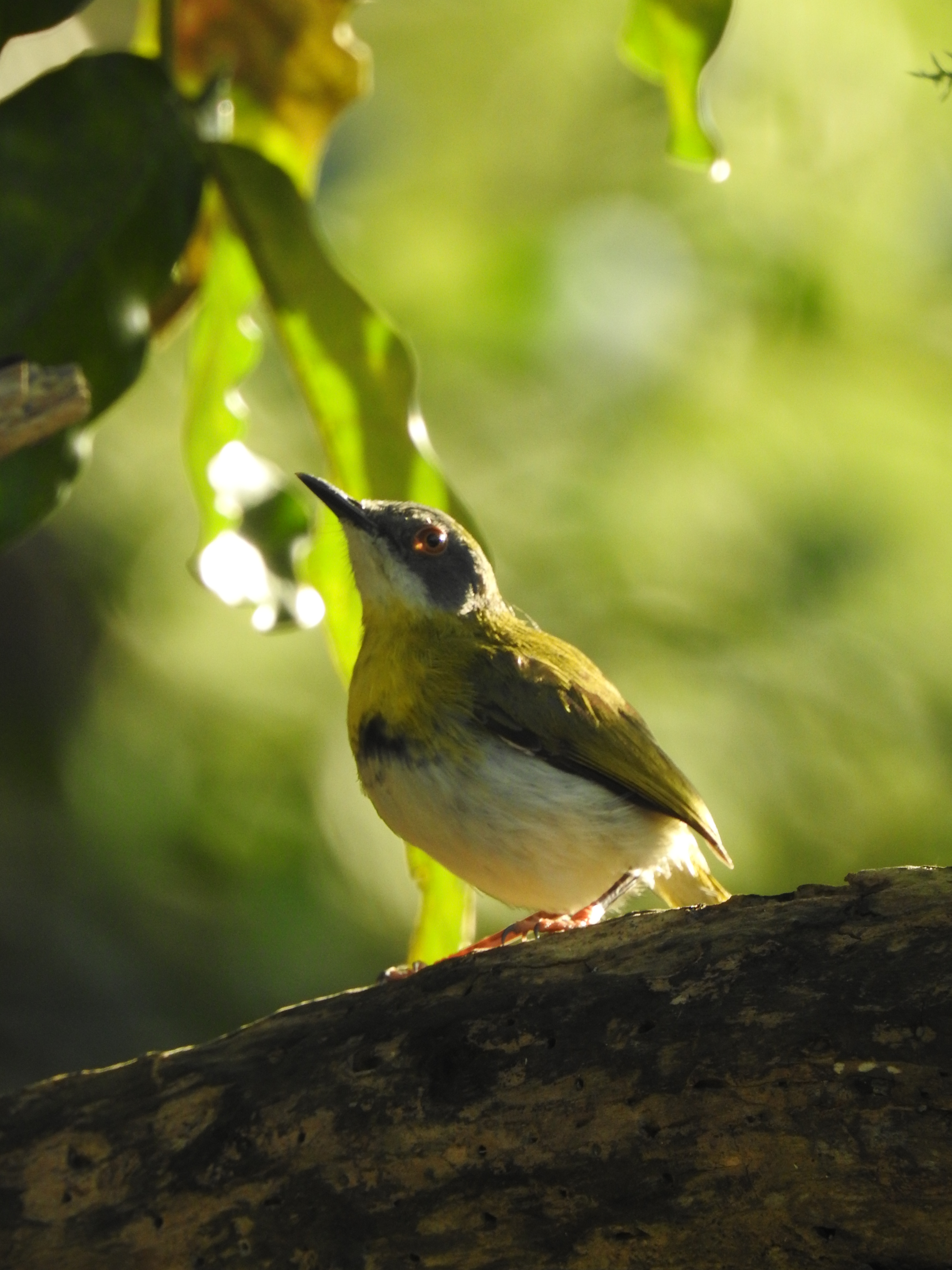 A bird perched above the wetland