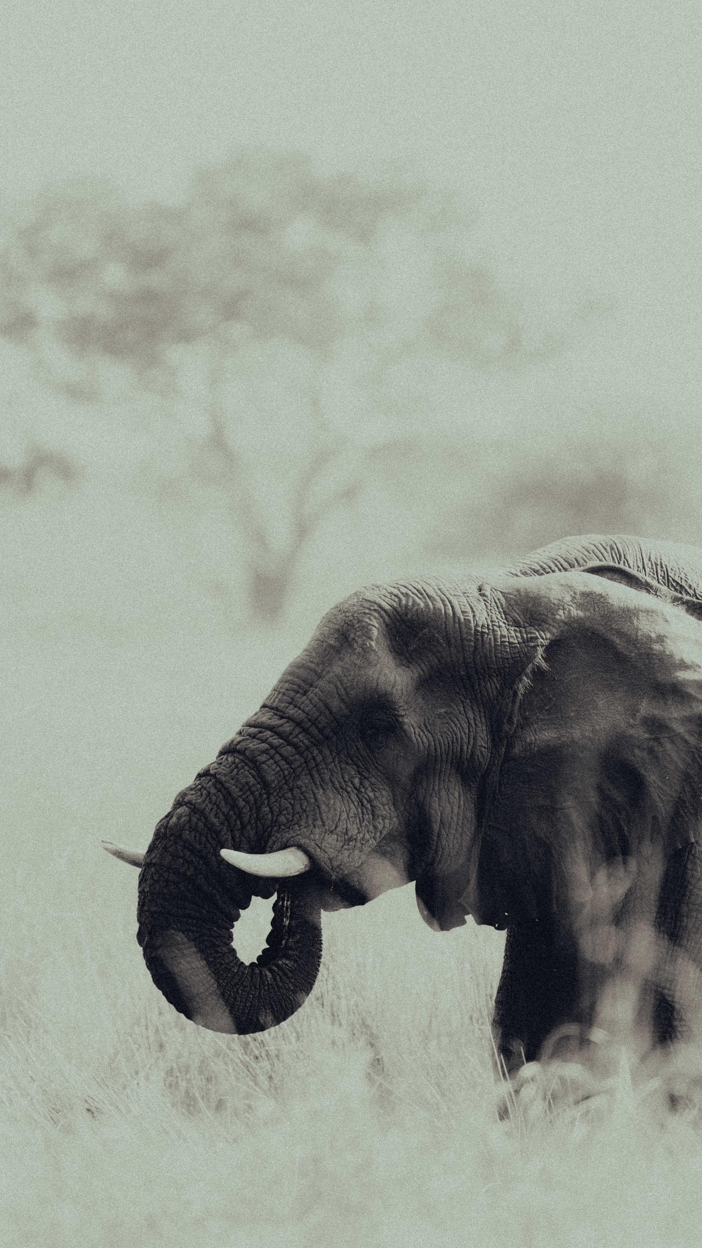 An elephant in open ground